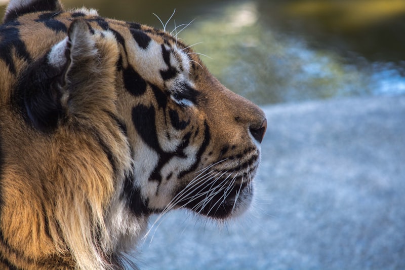 Jim Corbett National Park Tiger Safari Ramnagar