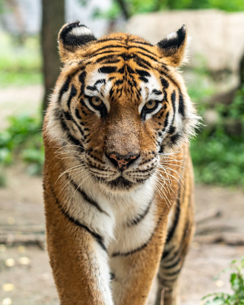 Jim Corbett National Park tiger safari